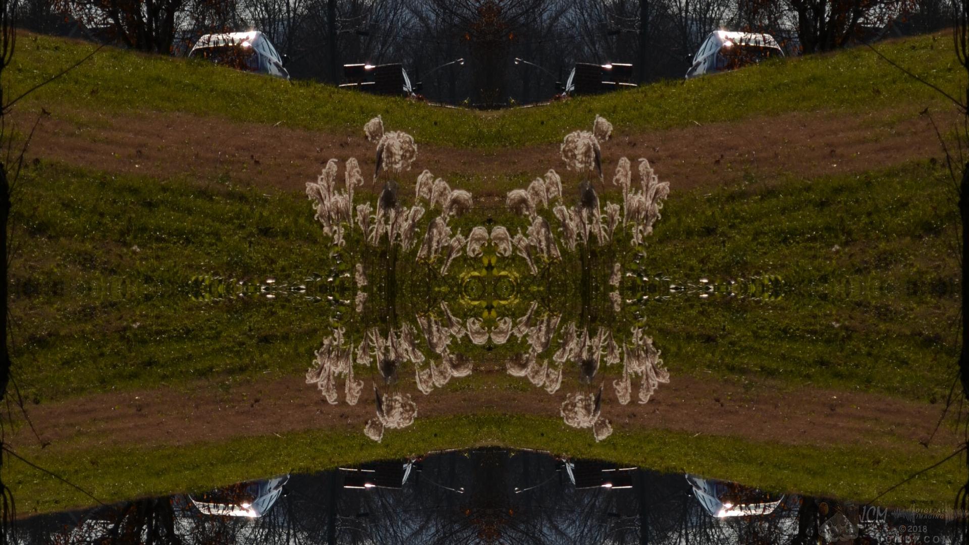 Thanksgiving (small feathery grass flowers) Quadroscopic